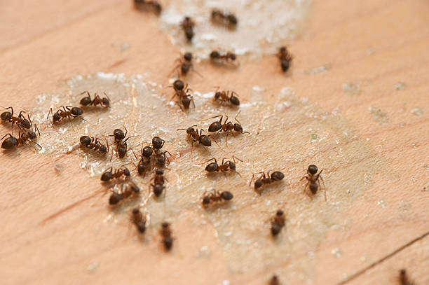 Best Pest Prevention Services  in South St Paul, MN